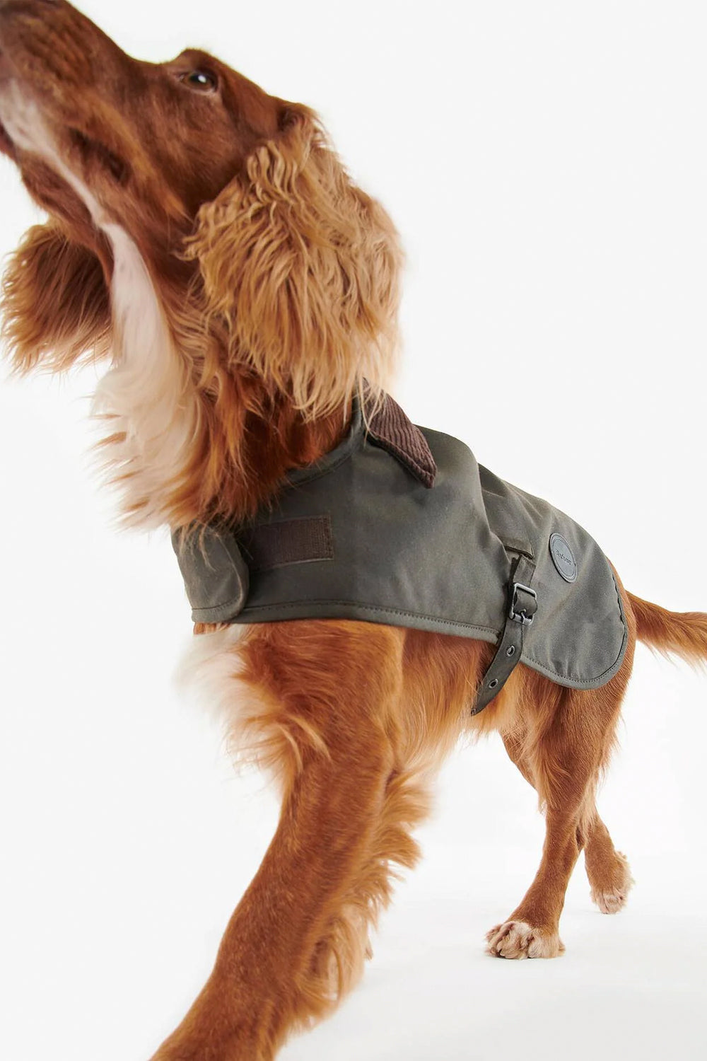 BARBOUR Cappotto per cani cerato