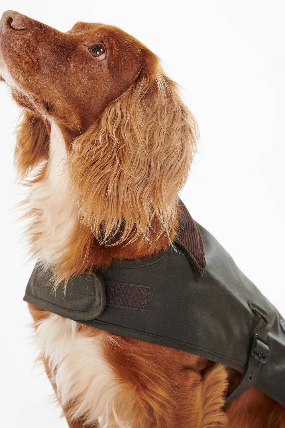 BARBOUR Cappotto per cani cerato